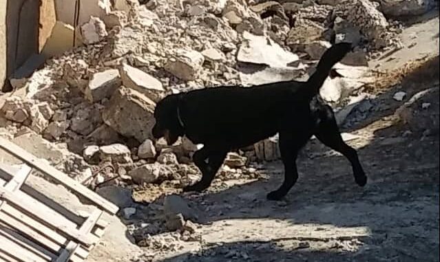 Η Κυνοφιλική Ομάδα της 1ης Ε.Μ.Α.Κ.