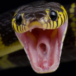 mangrove-snake-full-width